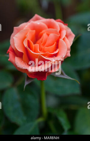 Livin facile Floribunda di colore arancione rosa. Foto Stock