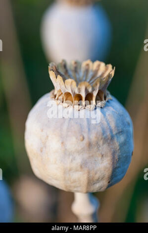 Semi di papavero teste dal papavero, Papaver somniferum. Foto Stock