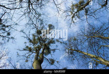 Alberi con vischio cielo blu e nuvole bianche Foto Stock