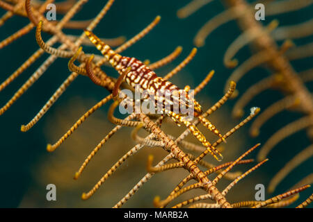 Gamberetti (Periclimenes amboinensis) sul braccio di Crinoide.. Foto Stock