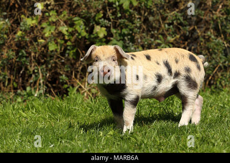 Suini domestici, Turopolje x ?. Maialino (5 settimane di età) in piedi in erba. Germania Foto Stock