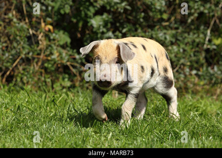 Suini domestici, Turopolje x ?. Maialino (5 settimane di età) passeggiate in erba. Germania Foto Stock