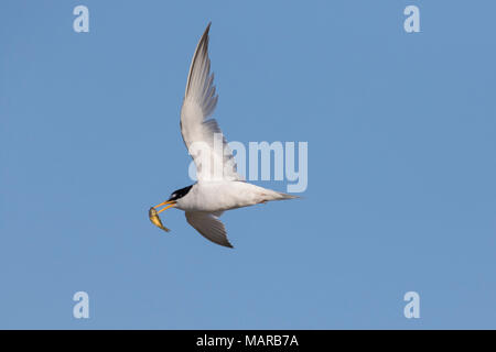 Fraticello (Sterna albifrons). Adulti in volo con un po' di pesce nel suo conto. Germania Foto Stock