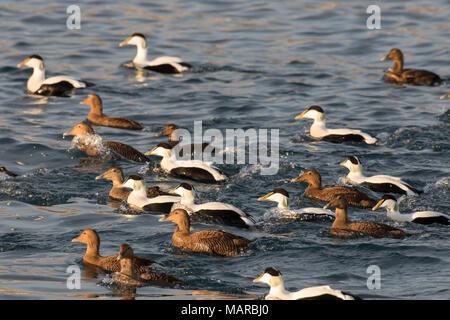 Eider comune (Somateria mollissima). Gregge di I draghetti e anatre di nuoto. L'Islanda Foto Stock