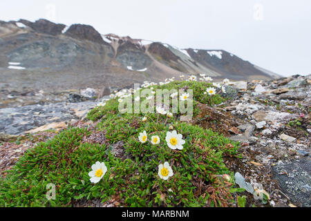 Mountain Avens (Dryas octopetala), fioritura. Svalbard, Norvegia Foto Stock