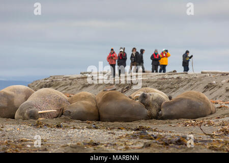 Atlantic tricheco (Odobenus rosmarus). I turisti a scattare foto di walrusses su una spiaggia. Svalbard, Norvegia Foto Stock