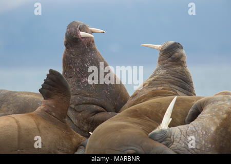 Atlantic tricheco (Odobenus rosmarus). Due maschi litigando su una spiaggia. Svalbard, Norvegia Foto Stock