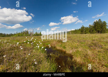 Grosses Torfhausmoor, un BOG all'interno del Parco Nazionale di Harz. Bassa Sassonia, Germania Foto Stock