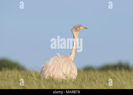 Maggiore Rhea (Rhea americana). Femmina Leucistic in piedi in erba. Meclemburgo-pomerania Occidentale, Germania Foto Stock