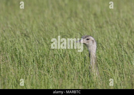 Maggiore Rhea (Rhea americana). Femmina adulta in erba alta. Meclemburgo-pomerania Occidentale, Germania Foto Stock