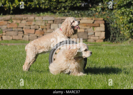 American Cocker Spaniel. Due adulti sulla agilità ostacolo corso. Germania Foto Stock