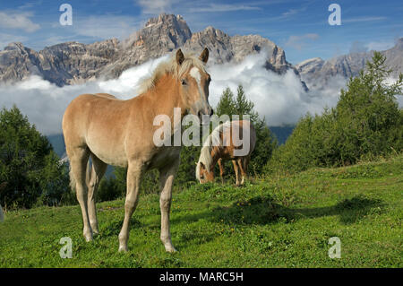 Cavalli di Razza Haflinger. Mare con puledro su un prato alpino con Dreischusterspitze in background. Sextner Parco Naturale delle Dolomiti, Alto Adige, Italia Foto Stock