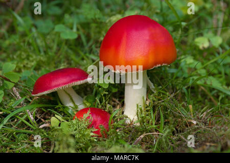 La maggior parte dei funghi rosso un velenoso, quindi prestare attenzione ! In questo caso: Sickener fungo Russula emetico (Russula emetica) a sinistra, Fly Agaric (amanita muscaria) a destra. Germania Foto Stock