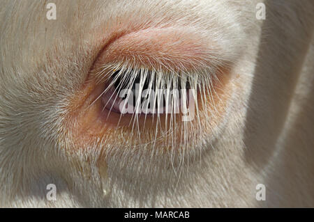 Bovini domestici, bovini Simmental. Occhio di una mucca di close-up, con lunghe ciglia. Italia Foto Stock