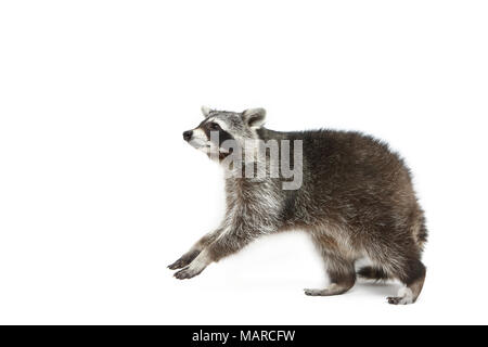 Raccoon (Procione lotor). Adulto in piedi sulle zampe posteriori. Studio Immagine contro uno sfondo bianco. Germania Foto Stock