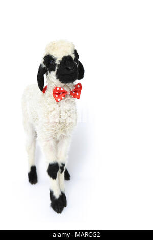 Vallese Blacknose pecore. Agnello (5 giorni) in piedi, indossando un fiocco rosso cravatta con la polka dots. Studio Immagine contro uno sfondo bianco. Germania Foto Stock