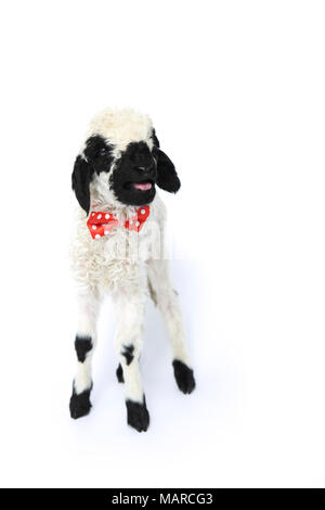 Vallese Blacknose pecore. Agnello (5 giorni) in piedi, indossando un fiocco rosso cravatta con la polka dots. Studio Immagine contro uno sfondo bianco. Germania Foto Stock