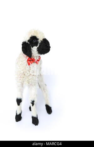 Vallese Blacknose pecore. Agnello (5 giorni) in piedi, indossando un fiocco rosso cravatta con la polka dots. Studio Immagine contro uno sfondo bianco. Germania Foto Stock