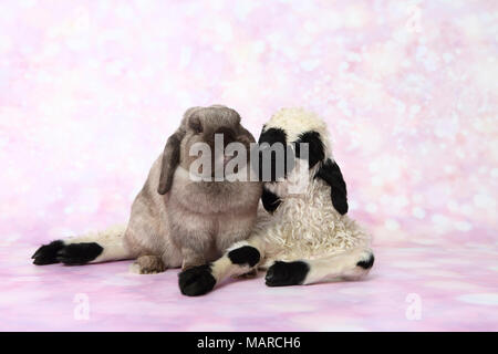 Vallese Blacknose pecore. Agnello (5 giorni) e nano lop-eared Rabbit accanto all'altra. Studio Immagine contro un sfondo rosa. Germania Foto Stock