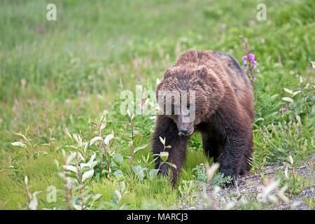 Orso grizzly (Ursus arctos horribilis). Adulto mangiano piante su un prato. Nationl Kluane Park, Canada Foto Stock