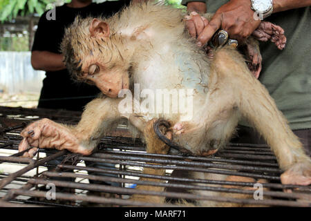 Una scimmia ha aiutato il raccolto e mondatura di noce di cocco. Long-tailed scimmie o lunga coda Macaque in Pariaman, non solo gli animali che vivono allo stato selvatico, ma queste scimmie sono anche utilizzati dalla comunità locale come un mezzo per la raccolta di noci di cocco. Queste scimmie sono catturate dai selvatici e venduto nel mercato del bestiame. Una volta acquistata dal suo nuovo master, il long-tailed monkey deve andato attraverso un lungo processo di formazione prima che essi "laureato" e pronto a cogliere le noci di cocco. Durante questo processo di formazione, molto spesso le scimmie hanno dovuto sopportare il dolore e sottoposte ad abusi da parte del proprietario. (Foto di Andri Mardi Foto Stock