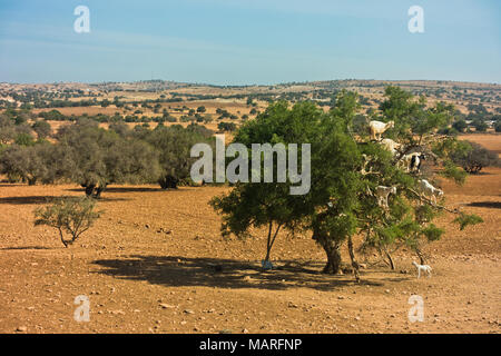 Sentito parlare di capre è salito su un albero di argan su un modo a Essaouira, Marocco Foto Stock