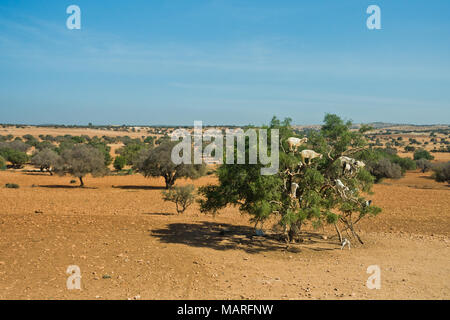 Sentito parlare di capre è salito su un albero di argan su un modo a Essaouira, Marocco Foto Stock