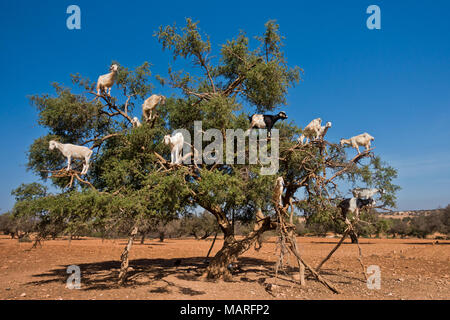 Sentito parlare di capre è salito su un albero di argan su un modo a Essaouira, Marocco Foto Stock