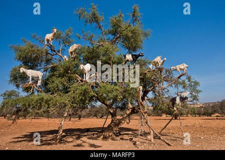 Sentito parlare di capre è salito su un albero di argan su un modo a Essaouira, Marocco Foto Stock