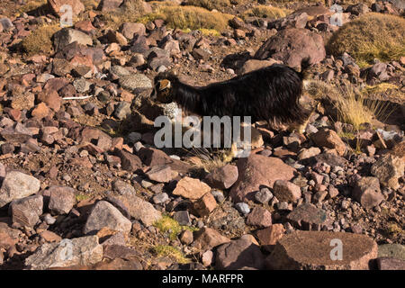 Capra in Toubkal National Park in Alto Atlante, Marocco Foto Stock