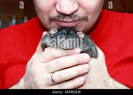 Grande grigio ratto pet nelle mani del proprietario. Foto Stock