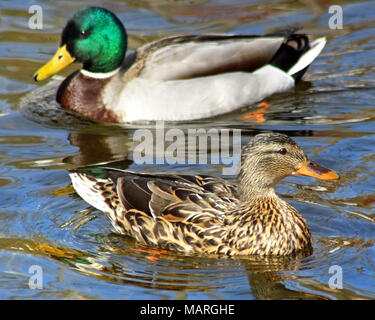 Mallard duck si accoppia nuoto insieme sulle splendide acque blu Foto Stock