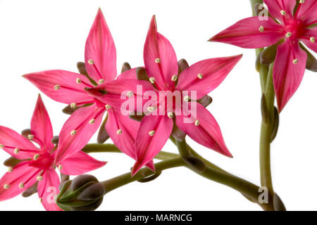 "Bertram Anderson" nero-leaf Stonecrop, Cliff Stonecrop (Sedum cauticola ibrido). Foto Stock