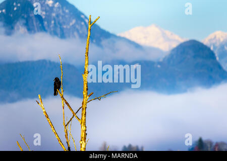 Raven seduta ona ramo di albero in Pitt Polder presso la città di Maple Ridge in Fraser Valley della British Columbia, Canada su un chiaro e freddo inverno da Foto Stock