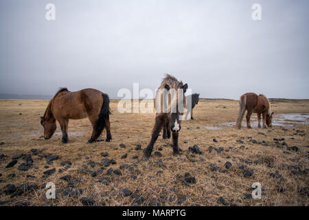 Cavalli islandesi al giorno nuvoloso in Islanda Foto Stock