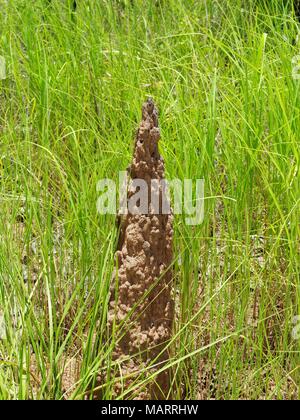 Termite Mound e giovani Gramigna vicino al Pine Creek ingresso Kakdu National Park, Territorio del Nord Foto Stock