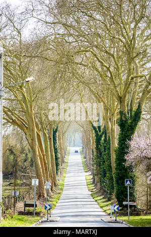 Il piccolo paese di pendenza strada lasciando il villaggio di Rozay-en-Brie al sud, delimitato da due filari di platani, nella campagna francese. Foto Stock