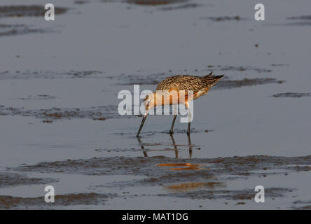 Bar-tailed Godwit (Limosa lapponica) adulto alimentazione su sandflats Hebei, la Cina può Foto Stock