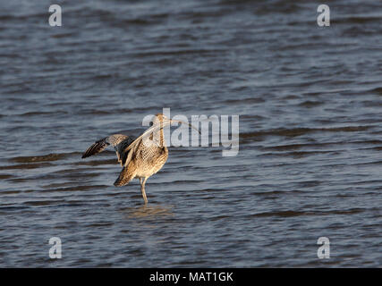 Estremo-orientale (Curlew Numenius madagascariensis) adulto in piedi in acqua poco profonda con le ali sollevate Beidaihe, Hebei, la Cina può Foto Stock