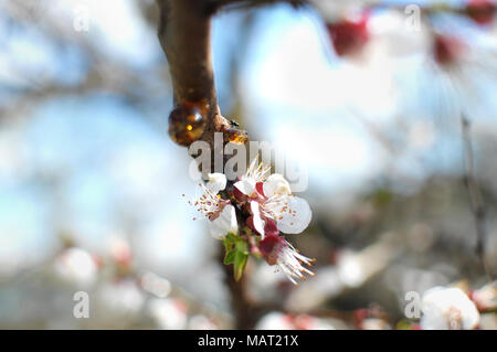 Sbocciano i fiori albicocca rami di alberi di close-up, fondale campo di profondità. Foto Stock