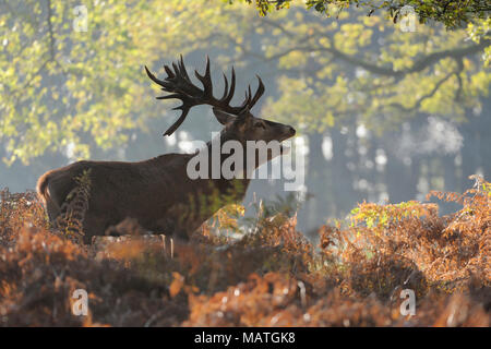 Red Deer / Rothirsch ( Cervus elaphus ) stag durante rut, sorge a felce in corrispondenza di un bordo di una foresta, chiamando, ruggito, visibile il respiro cloud, l'Europa. Foto Stock