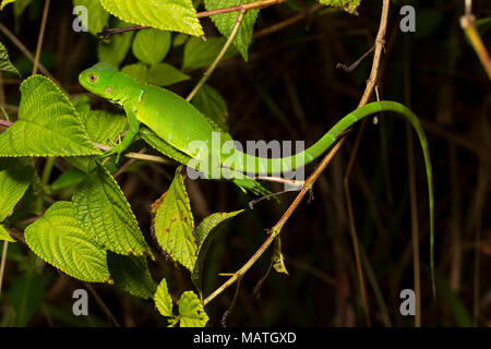 Un bambino verde, iguana Iguana igunana, nella giungla del Suriname, vicino Bakhuis, Sud America Foto Stock