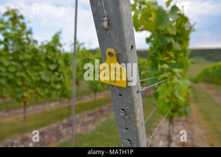 Vigna al vino Rathfinny station wagon, Sussex, England, Regno Unito Foto Stock