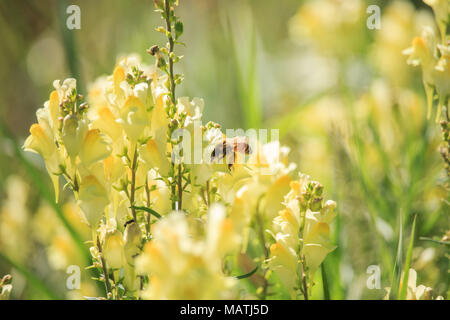 Ape su Linaria vulgaris Foto Stock