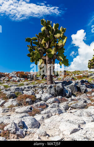 Il cactus opuntia grande come un albero, e le piante grasse di colore rosso intenso, coprire il South Plaza Island Foto Stock