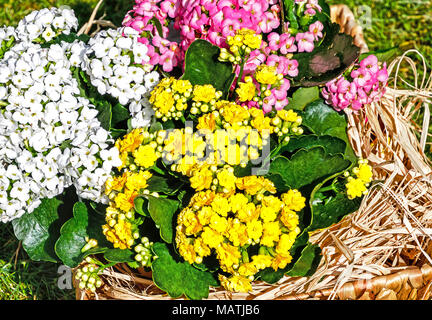 Vasi di piante succulente decorativo Kalanchoe Blossfeldiana in diversi colori Foto Stock