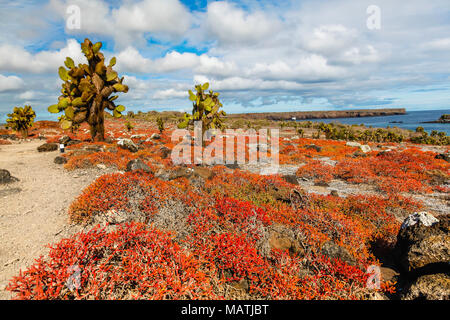 Il cactus opuntia grande come un albero, e le piante grasse di colore rosso intenso, coprire il South Plaza Island Foto Stock