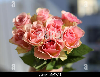 Un bouquet di rose rosa fotografato durante una giornata di sole su un balcone. Bella luce naturale rende il morbido pastello rosa rose look ancora più bella. Foto Stock