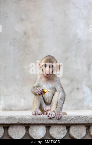 Un bambino scimmia mangia un arancione a Galta ji Tempio delle Scimmie, Jaipur, Rajasthan, India. Foto Stock