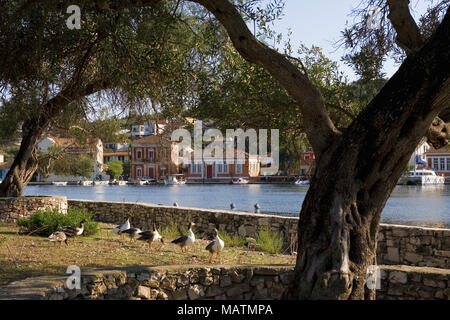 Gaios Harbour, dall'isolotto di Aghios Nikolaos, Paxos, Grecia Foto Stock